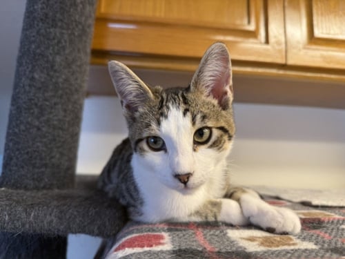 *PRINCE EDWARD - Domestic Short Hair available for adoption