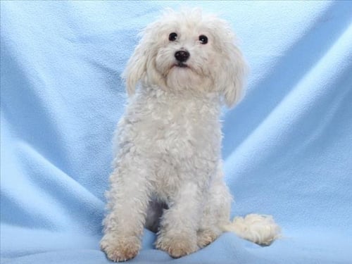 *KAWAII - Maltese / Poodle (Standard) available for adoption