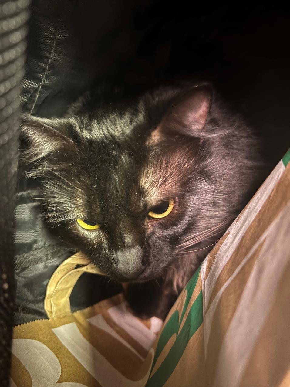 *MIDNIGHT - Domestic Medium Hair available for adoption