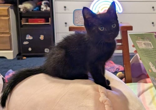 *HECATE - Domestic Short Hair available for adoption