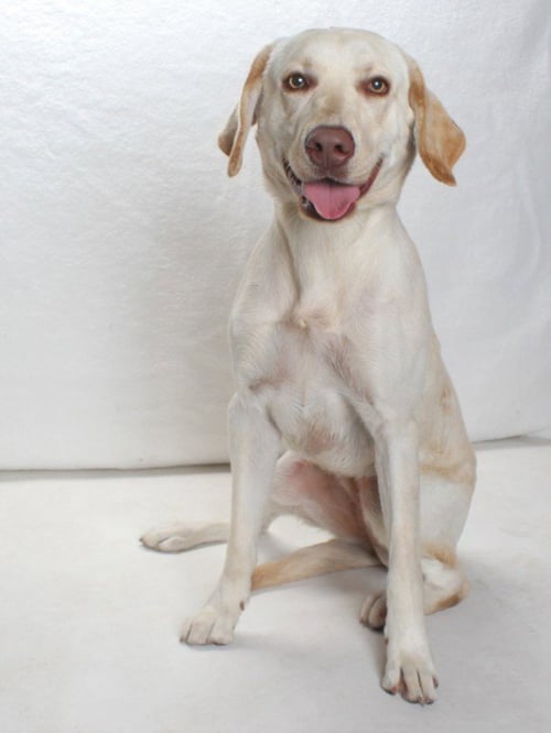*MICHELLE - Labrador Retriever available for adoption