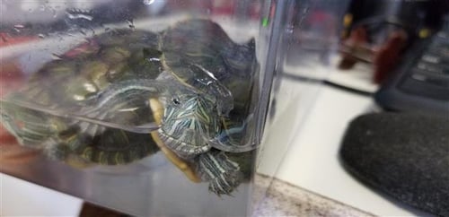 A089338 - Turtle available for adoption