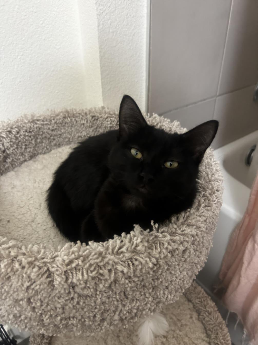 *CHEVY - Domestic Short Hair available for adoption