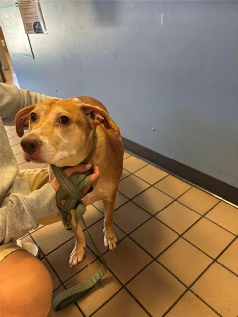 POKIE - Labrador Retriever available for adoption