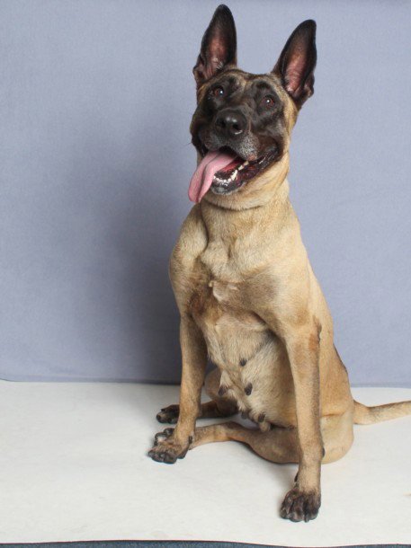 DIOR - Belgian Shepherd Malinois available for adoption