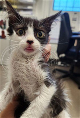 A142509 - Domestic Long Hair available for adoption
