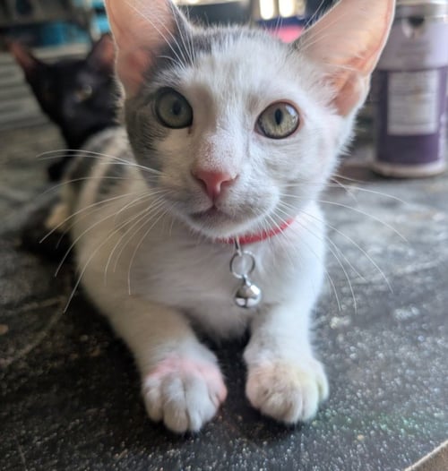 *CHILIS - Domestic Short Hair available for adoption