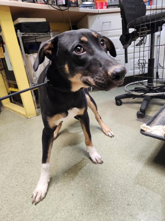 *EDGAR - Labrador Retriever available for adoption