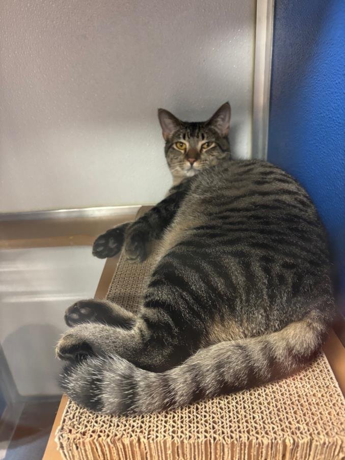 *CHERRY COKE - Domestic Short Hair available for adoption