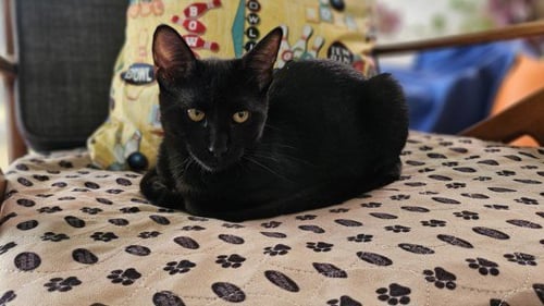 *WEDNESDAY - Domestic Short Hair available for adoption