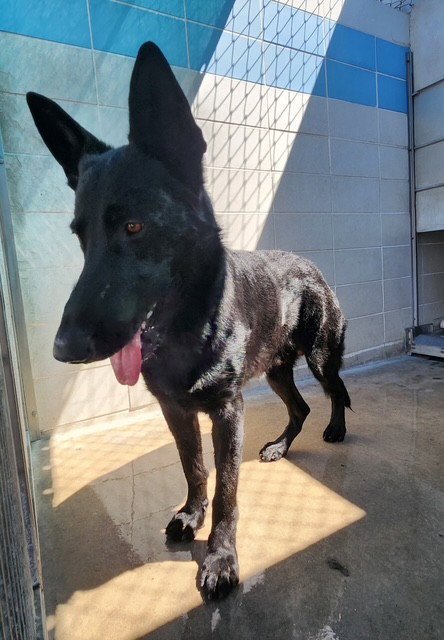 *TONY FANG - German Shepherd Dog available for adoption