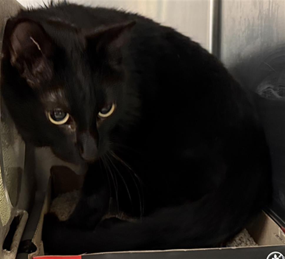 ASH - Domestic Short Hair available for adoption