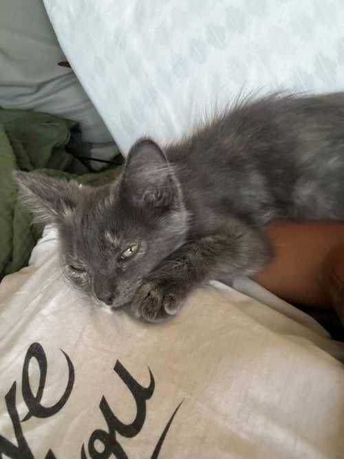 *LUNA - Domestic Short Hair available for adoption