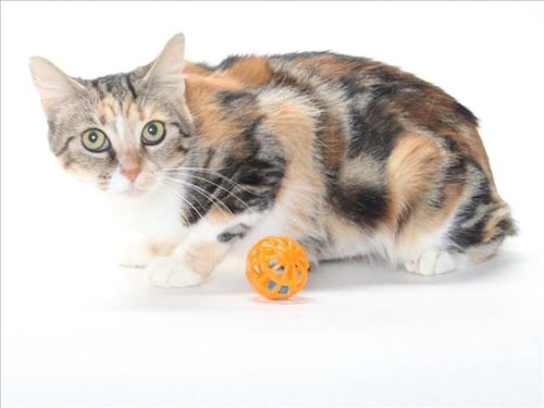 A142441 - Domestic Medium Hair available for adoption
