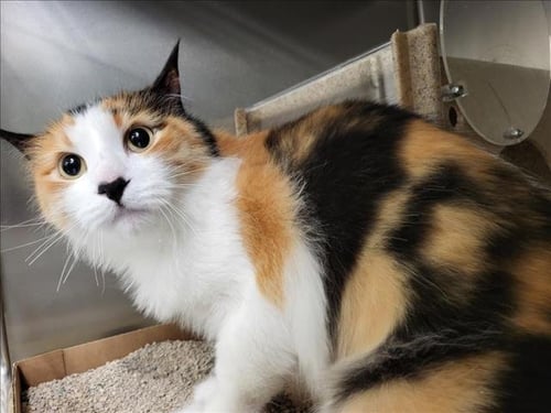 PISO - Domestic Medium Hair available for adoption