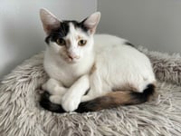 *DUCHESS - Photo 1