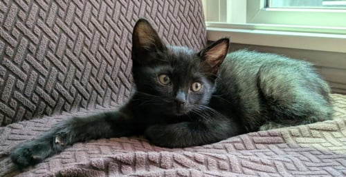 *ARTEMIS