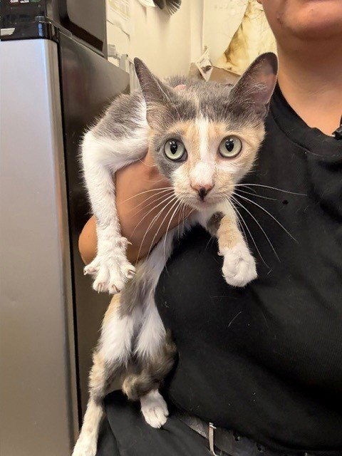 PEARL * - Domestic Short Hair available for adoption