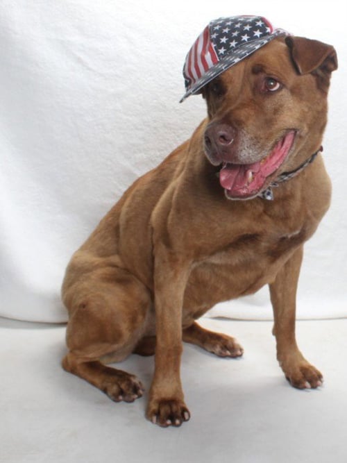 *BERTHA - Labrador Retriever / Mastiff available for adoption