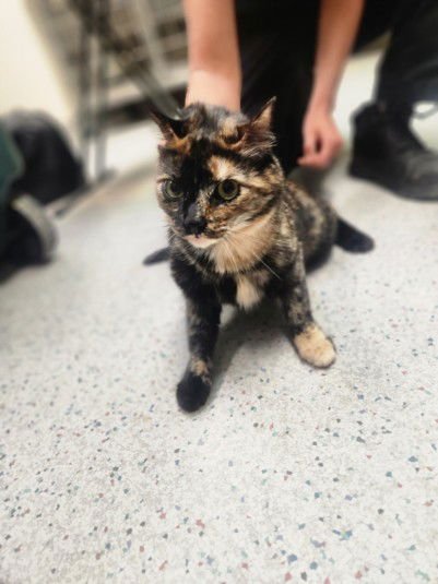 DREAM - Domestic Short Hair available for adoption