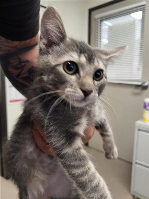 A142449 - Domestic Short Hair available for adoption