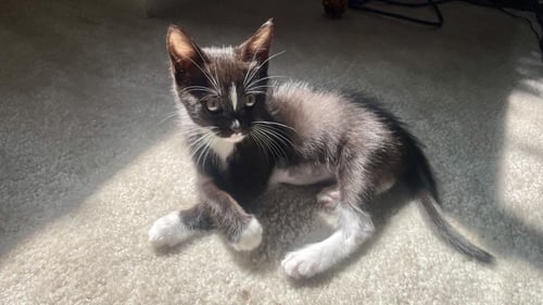*CHU CHU - Domestic Short Hair available for adoption