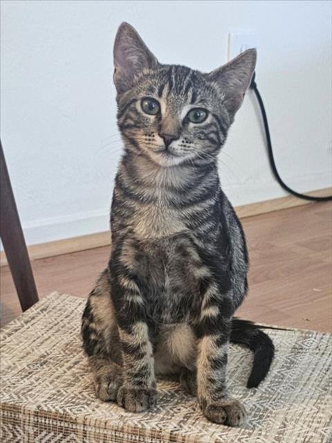 *INDY Image