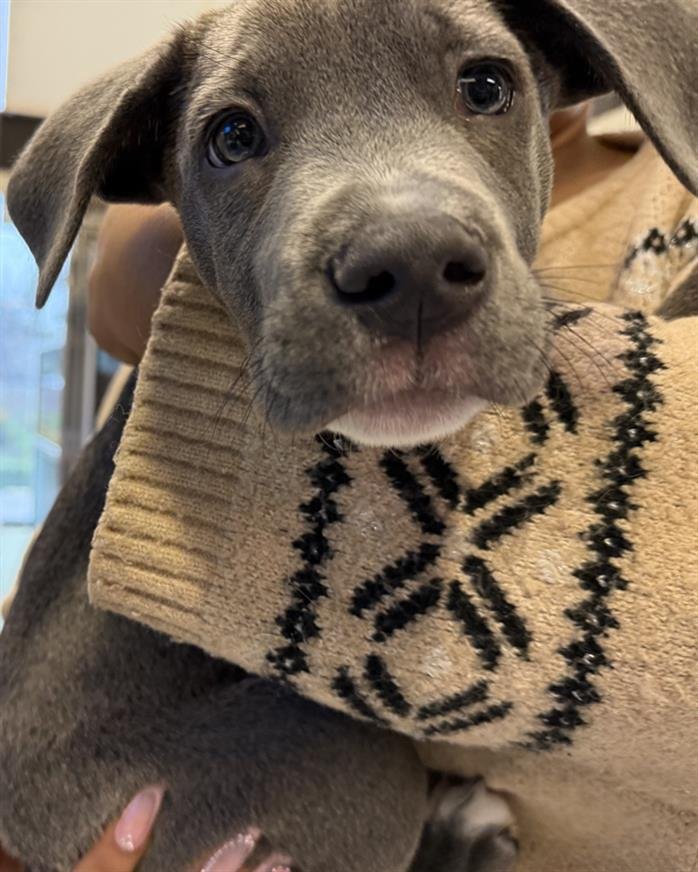 A137880 - Pit Bull Terrier available for adoption