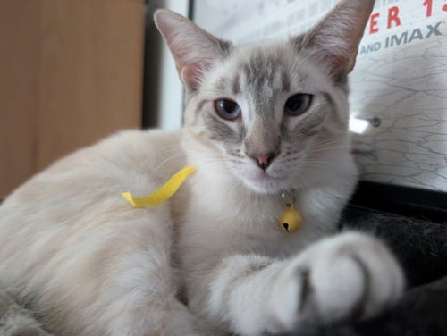 *CURLY - Siamese available for adoption