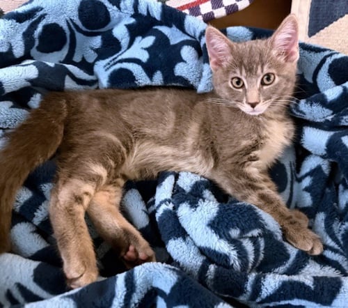 *CHU CHU - Domestic Short Hair available for adoption