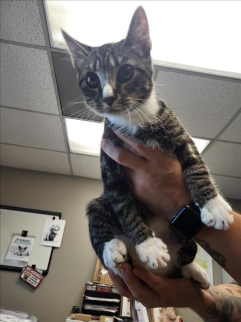 A143108 - Domestic Short Hair available for adoption