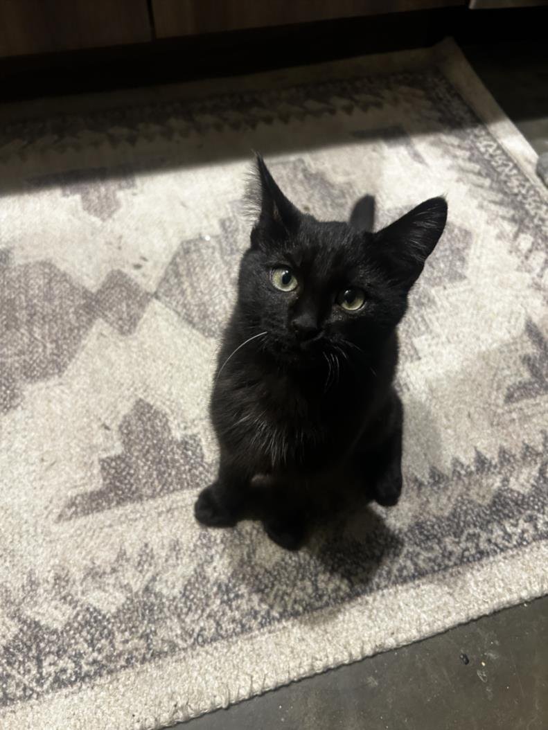 *FELIX - Domestic Short Hair available for adoption