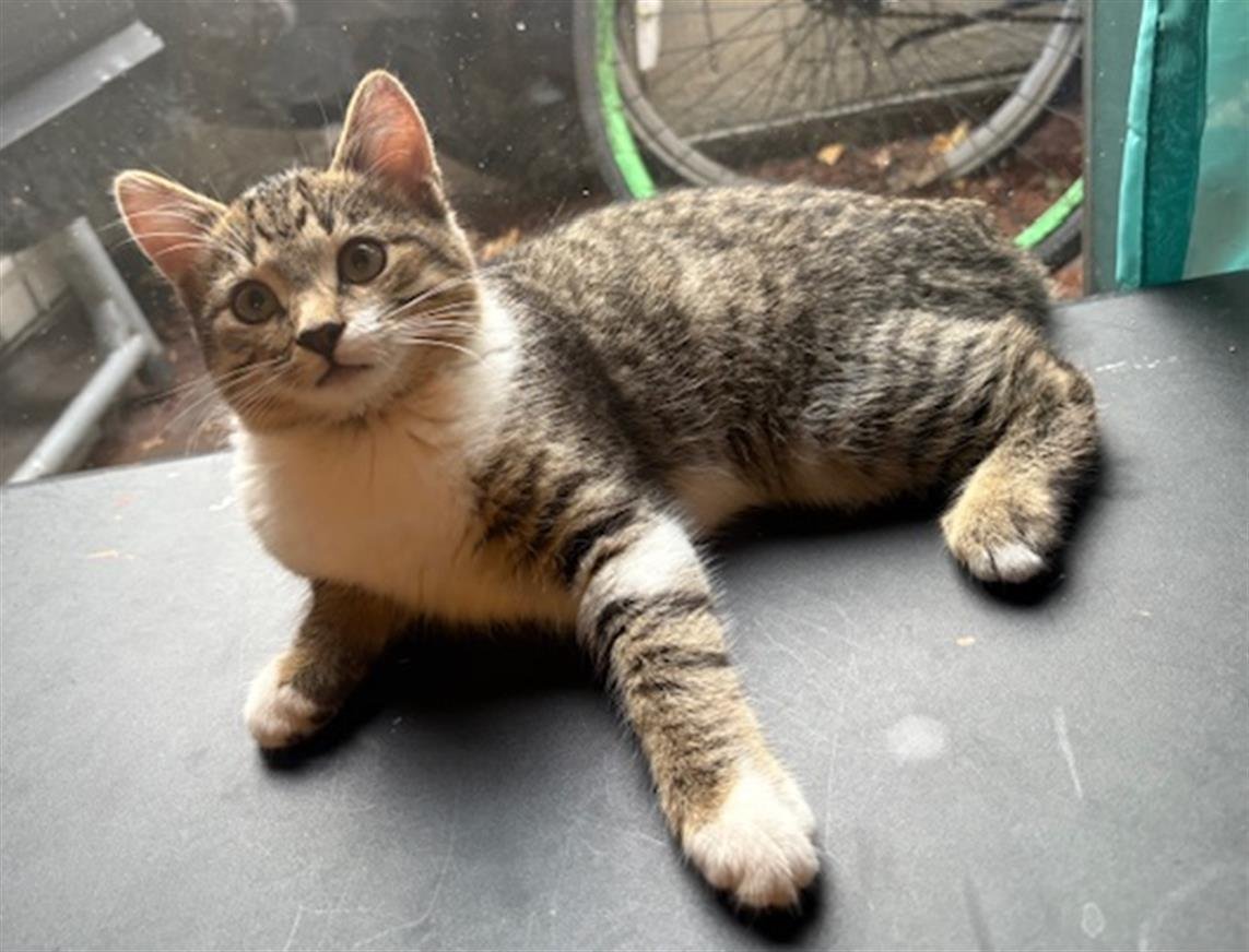 *BLUE GIRL - Domestic Short Hair available for adoption