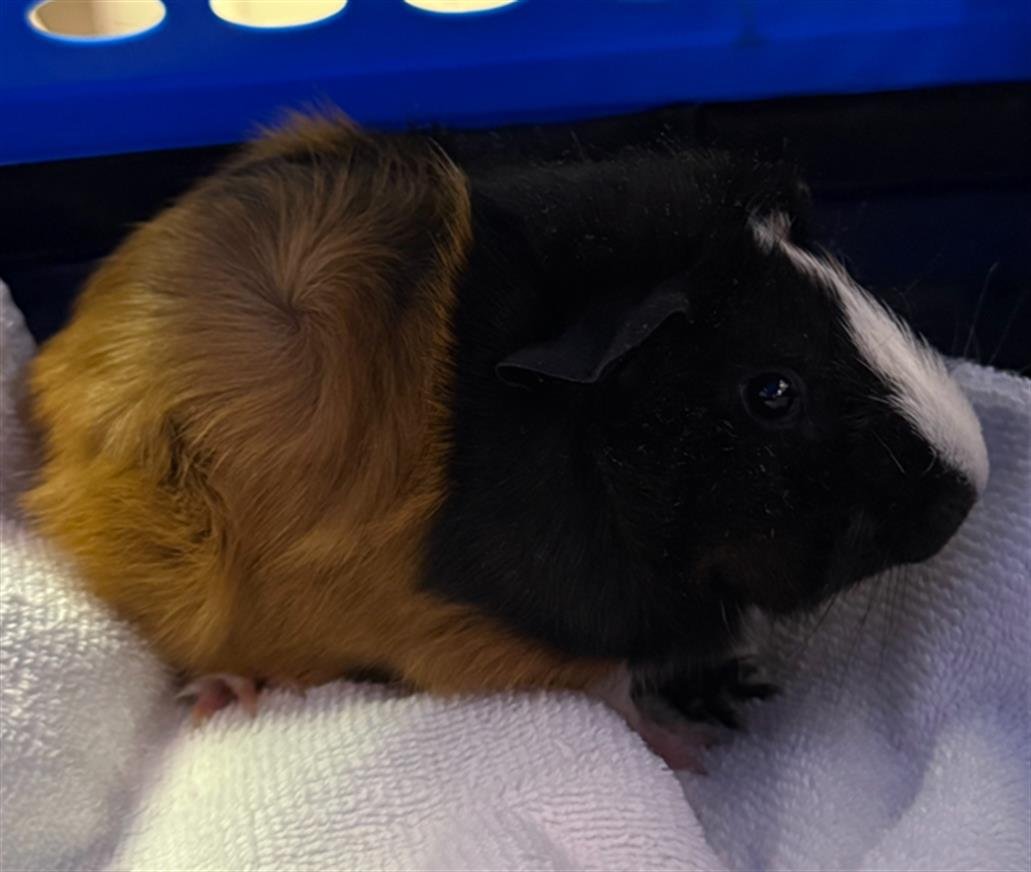 A138249 - Guinea Pig available for adoption