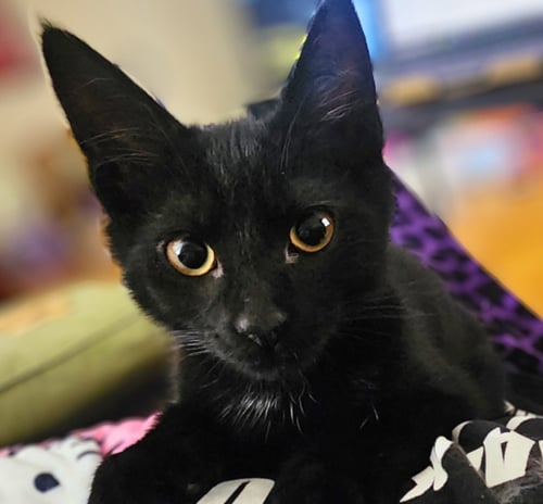 *EMPEROR KUZCO - Domestic Short Hair available for adoption