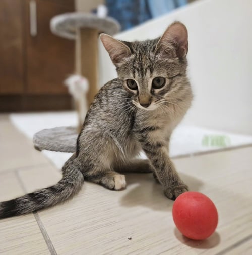 *JUNO - Domestic Short Hair available for adoption
