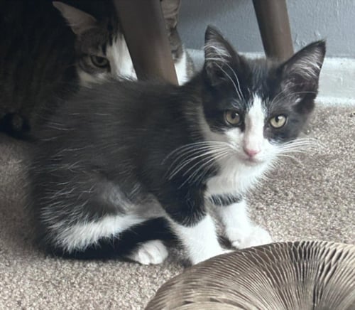 *HERBERT - Domestic Short Hair available for adoption