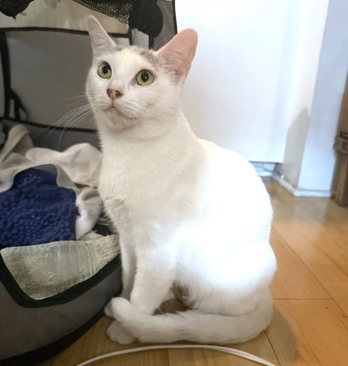 SUGAR - Domestic Short Hair available for adoption