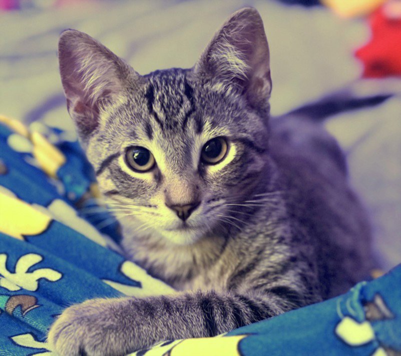 *MR. COCONUT SNUGGLEBUG Image