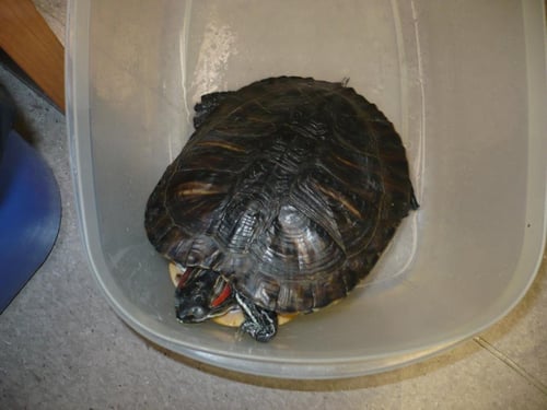 A114274 - Turtle available for adoption
