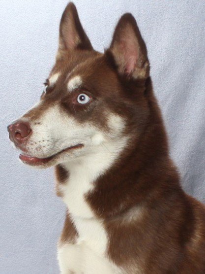 *BROWNIE - Siberian Husky available for adoption