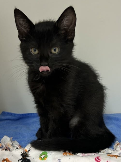 *MARCIE - Domestic Short Hair available for adoption
