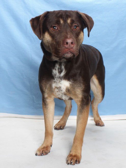 *ACE - German Shepherd Dog / Belgian Shepherd Malinois available for adoption