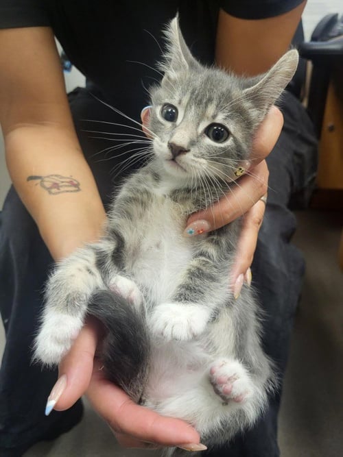 A141114 - Domestic Short Hair available for adoption
