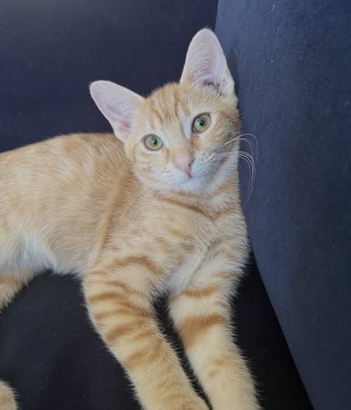 *WYBIE - Domestic Short Hair available for adoption