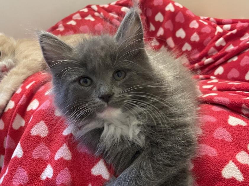 *ORLA - Domestic Short Hair available for adoption