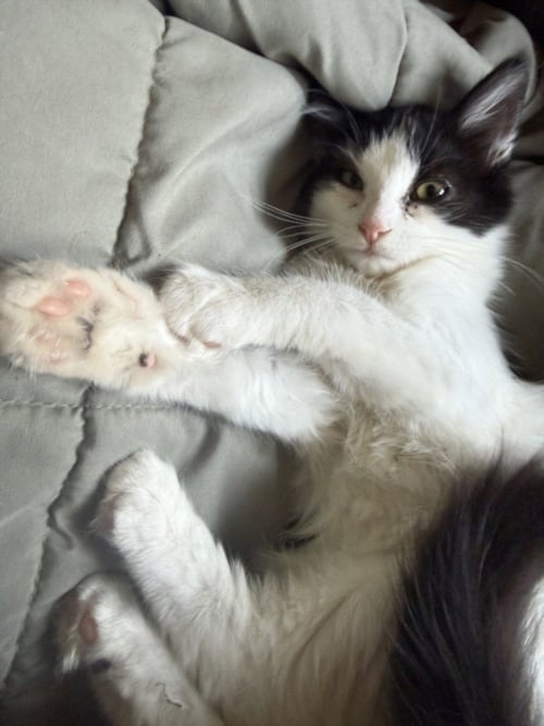 *BAMBINO - Domestic Short Hair available for adoption