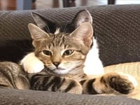 *KIPPER - Photo 1