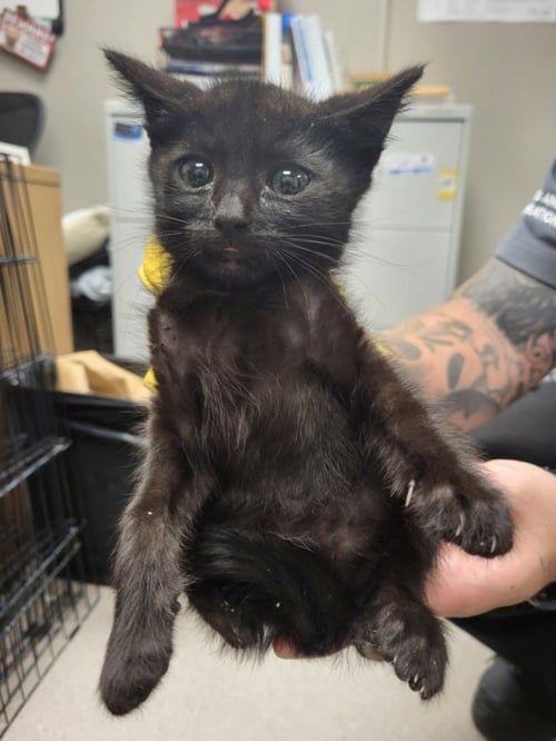 *JASPER - Domestic Short Hair available for adoption