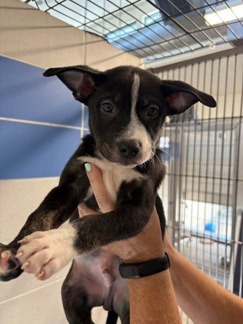 *BOZZLY - Husky / Labrador Retriever available for adoption